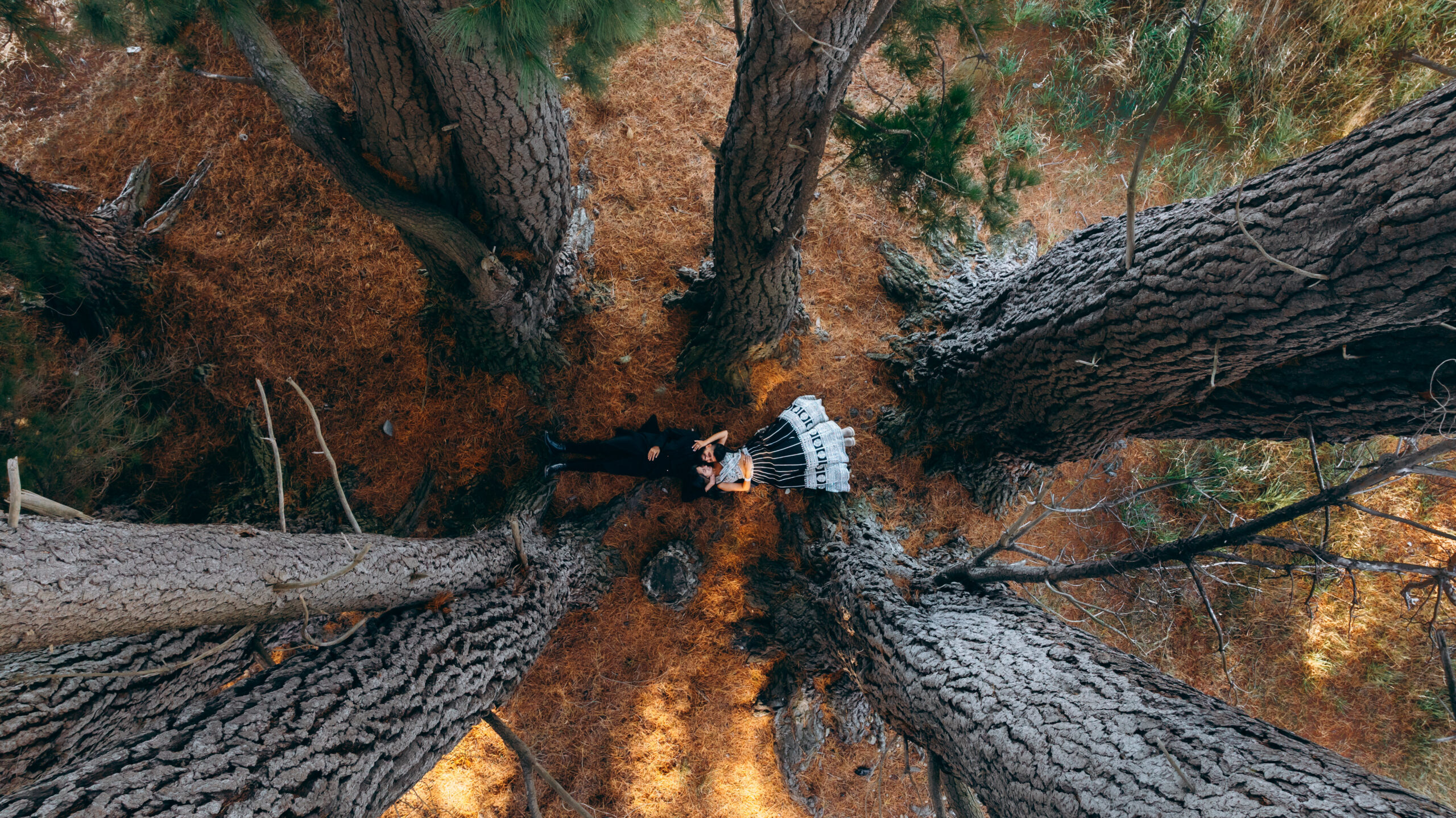Drone view of Indian couple lying together under tall pine trees in Mount Cook National Park.